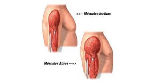 Los 5 factores que estimulan el crecimiento muscular